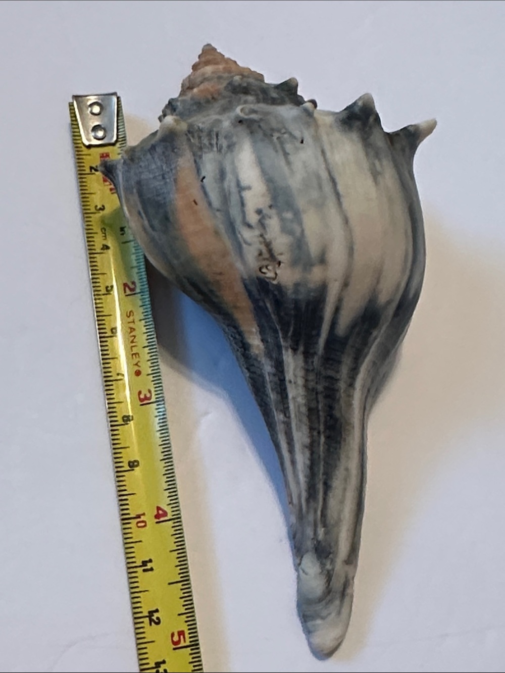 Decorative Natural Lightening Whelk Sea Shell Pair in Gray and Cream - Picture 5 of 7